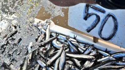 TRABZON (AA) – Trabzon'da balıkçı tezgahlarını süsleyen hamsinin kilogramı 50