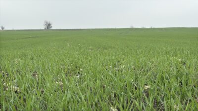 EDİRNE (AA) – Edirne, Kırklareli ve Tekirdağ'da çiftçilerin buğday ekim