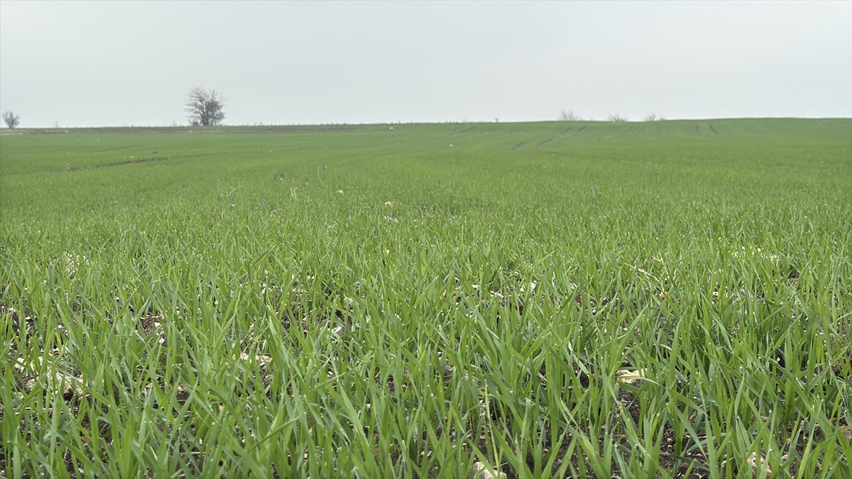 EDİRNE (AA) – Edirne, Kırklareli ve Tekirdağ'da çiftçilerin buğday ekim