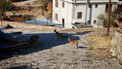 TUNCELİ (AA) – Tunceli'nin Çemişgezek ilçesinde koruma altındaki yaban keçileri,