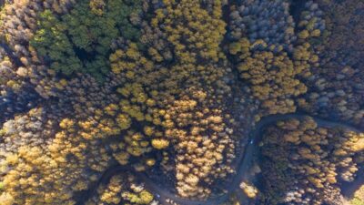 - Pülümür ilçesindeki Salördek ormanlarına rotalarını çeviren doğaseverler, 11 kilometrelik