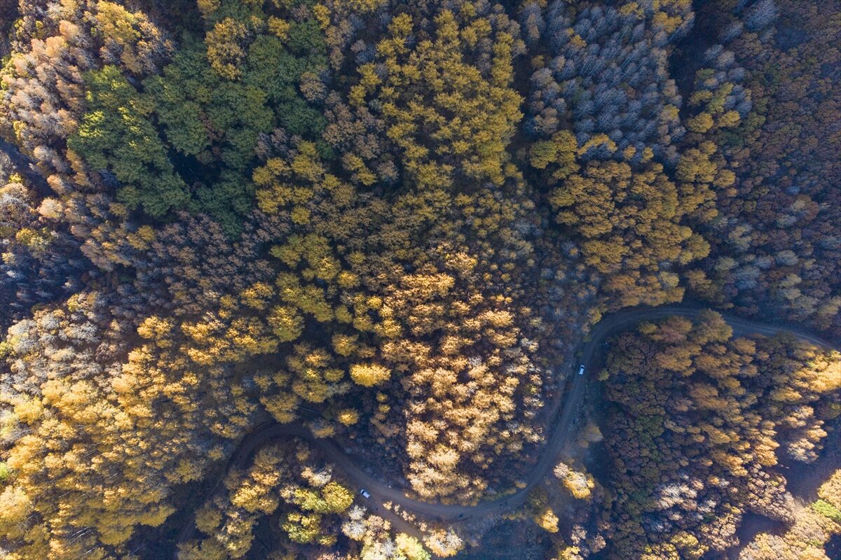 - Pülümür ilçesindeki Salördek ormanlarına rotalarını çeviren doğaseverler, 11 kilometrelik