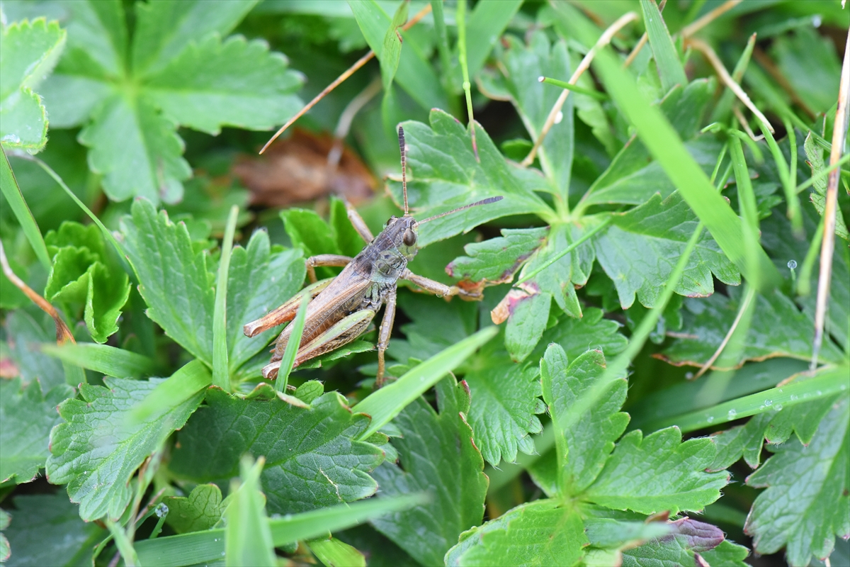 - Yalnızca Doğu Karadeniz'de görüldüğü belirtilen cinse, Türkiye'de çekirgeler üzerine