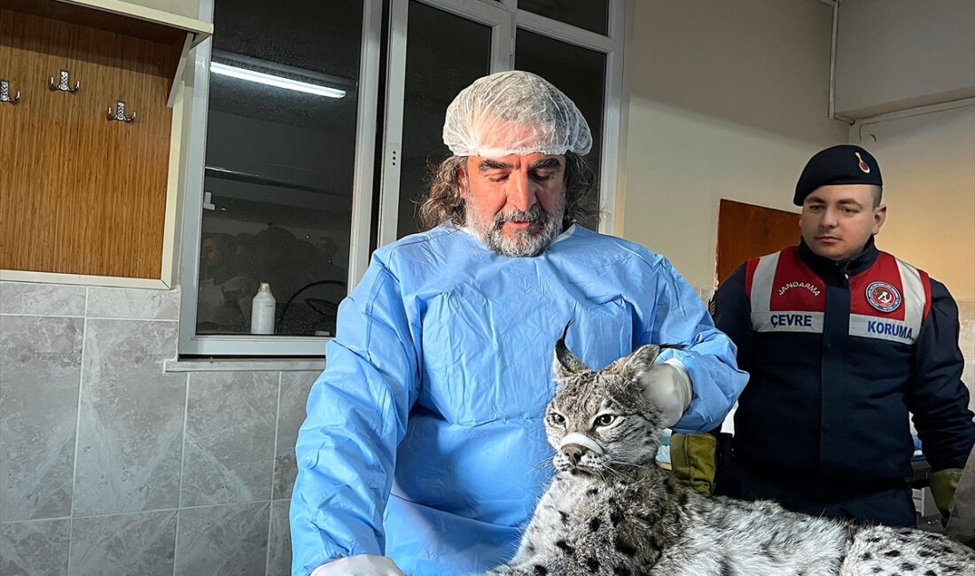 VAN (AA) – Van'ın Gevaş ilçesinde bitkin halde bulunan vaşak,