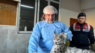 VAN (AA) – Van'ın Gevaş ilçesinde bitkin halde bulunan vaşak,