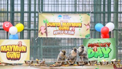 - Kayseri Büyükşehir Belediyesi Hayvanat Bahçesi'ndeki 4 türden 52 maymuna,