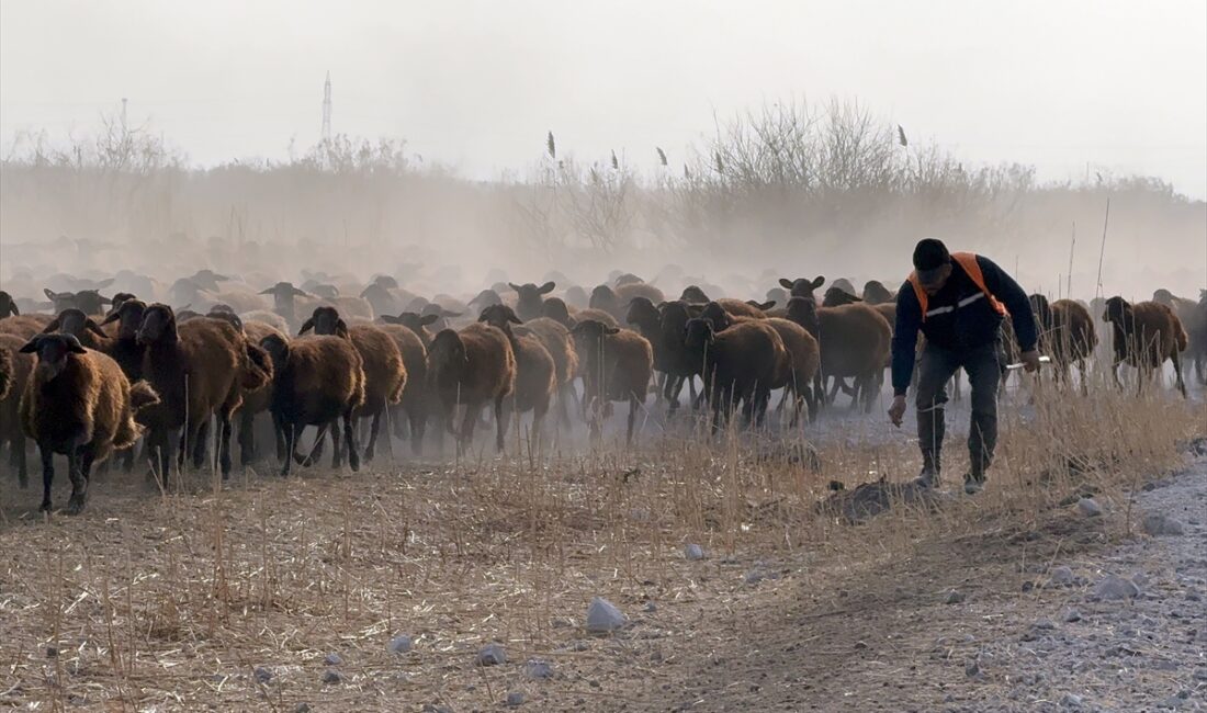 - TİGEM Kazım Karabekir Tarım İşletmesi Müdürü Yusuf Yılmaz:
- "Şu
