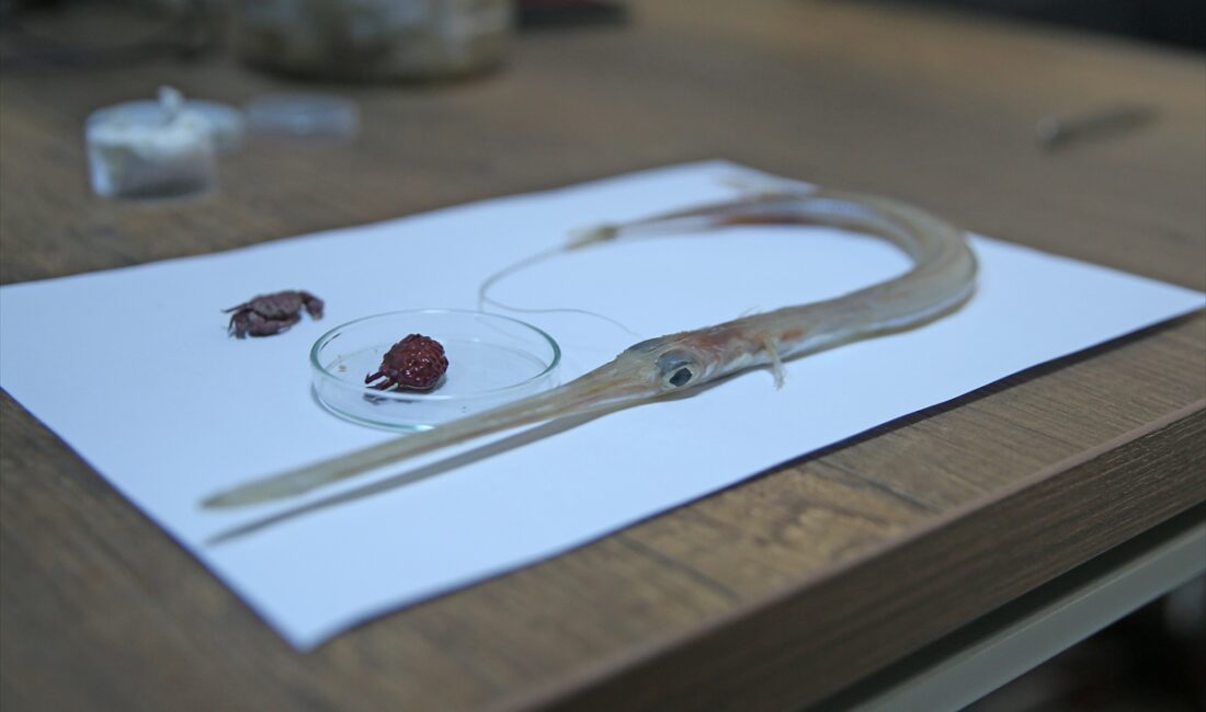 HATAY (AA) – Akdeniz’de balıkçılar tarafından bulunan, Hint-Pasifik kökenli kırmızımsı