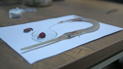 HATAY (AA) – Akdeniz’de balıkçılar tarafından bulunan, Hint-Pasifik kökenli kırmızımsı