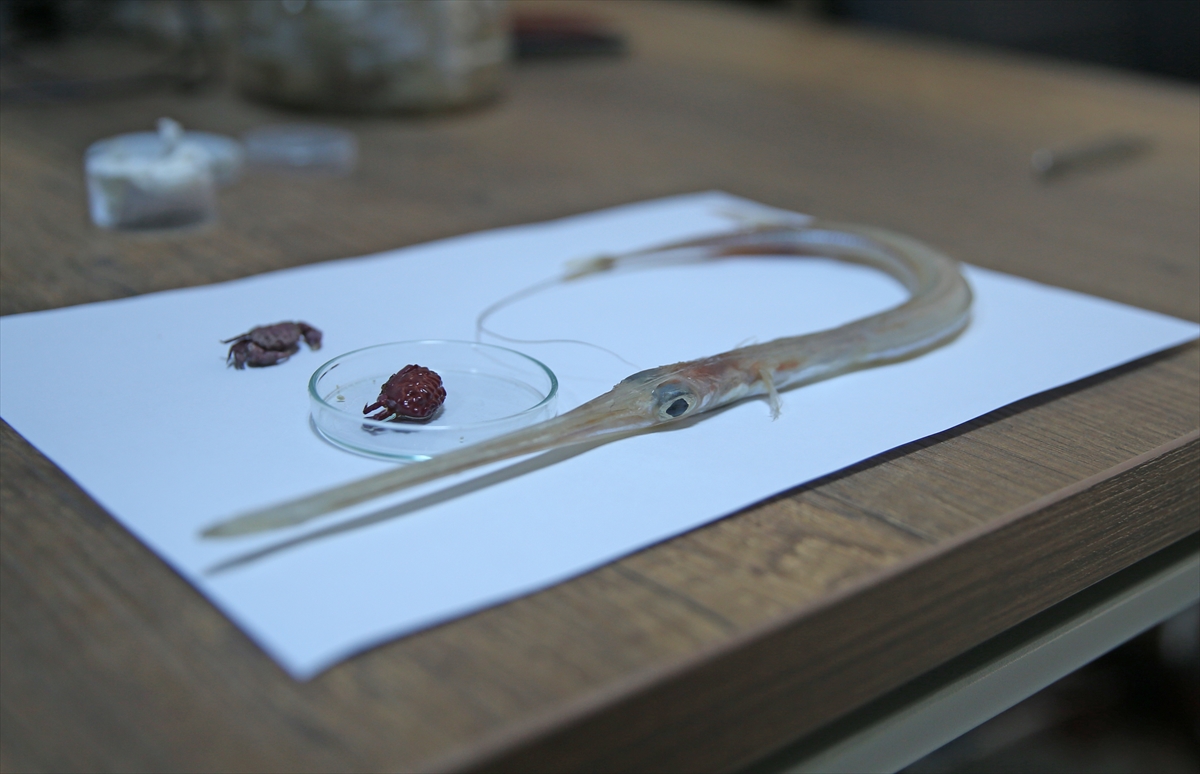 HATAY (AA) – Akdeniz’de balıkçılar tarafından bulunan, Hint-Pasifik kökenli kırmızımsı