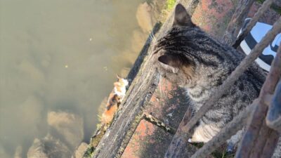 ZONGULDAK (AA) – Zonguldak'ın Alaplı ilçesinde çaya düşen kedi yavrusu