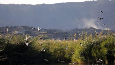 - Halkalanan 117 türün arasında nesli tehlike altındaki türlerden üveyik,