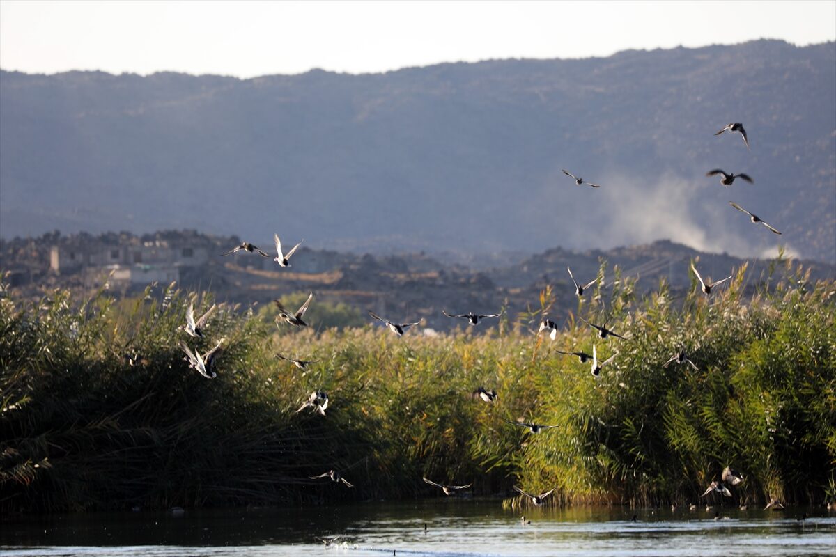 - Halkalanan 117 türün arasında nesli tehlike altındaki türlerden üveyik,