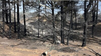 MELBOURNE (AA) – Avustralya'nın New South Wales (NSW) ve Tazmanya