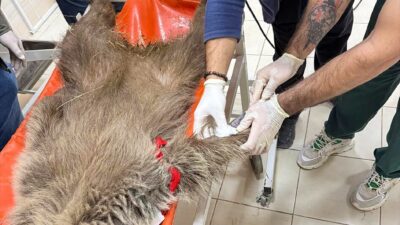 - Tunceli kırsalında yaralı bulunduktan sonra Diyarbakır'a getirilen 1 yaşındaki
