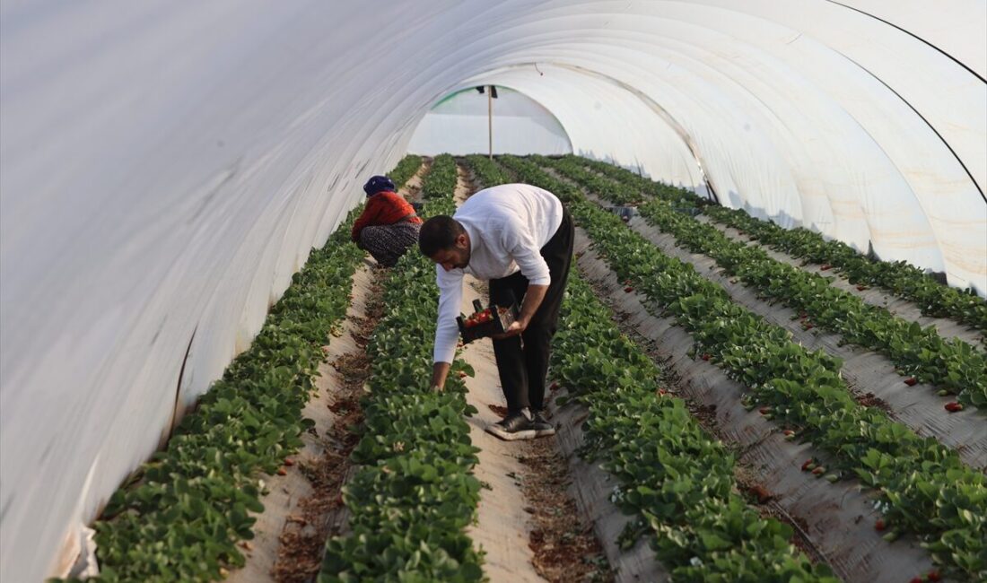 - Şanlıurfa'da çilek yetişmeyeceği yönündeki söylemlere kulak asmadan üretim yapan