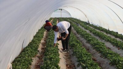 - Şanlıurfa'da çilek yetişmeyeceği yönündeki söylemlere kulak asmadan üretim yapan