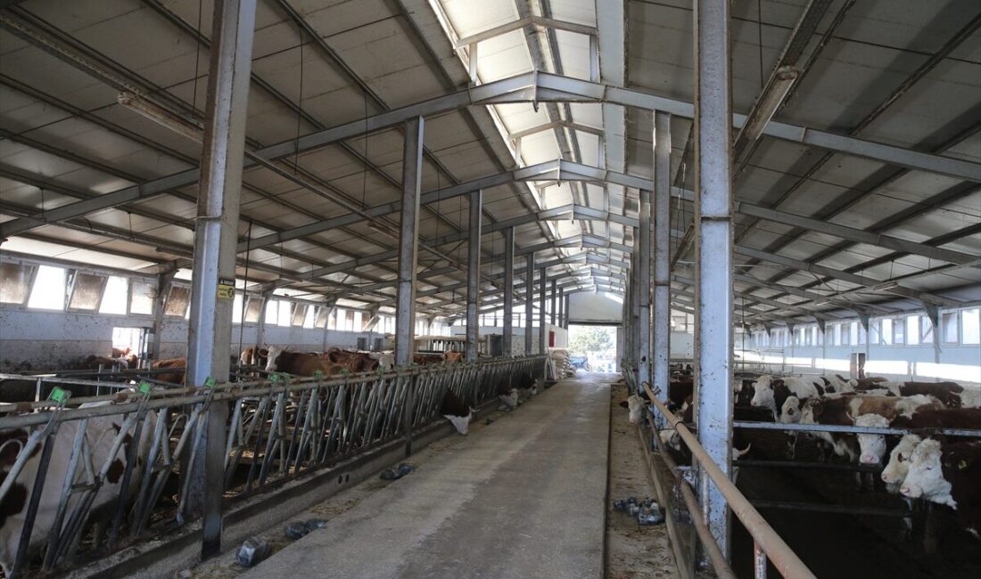 - Tokat'ta hayvancılık yapan Rüstem Özseven, 2016'da TKDK'den aldığı 1