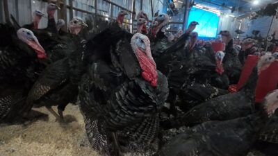 KARABÜK/KOCAELİ (AA) – Karabük'ün Eflani ile Kocaeli'nin Kandıra ilçesinde, köy