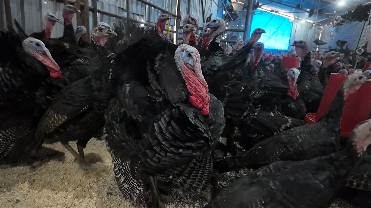 KARABÜK/KOCAELİ (AA) – Karabük'ün Eflani ile Kocaeli'nin Kandıra ilçesinde, köy