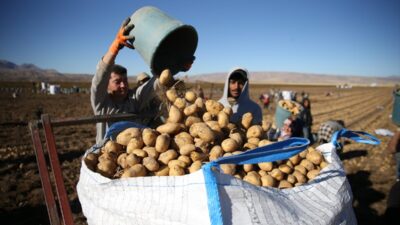 - Patates üretiminde Türkiye'de dokuzuncu sırada yer alan kentte, bu