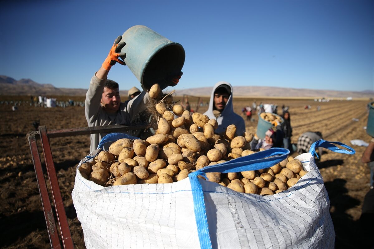 - Patates üretiminde Türkiye'de dokuzuncu sırada yer alan kentte, bu
