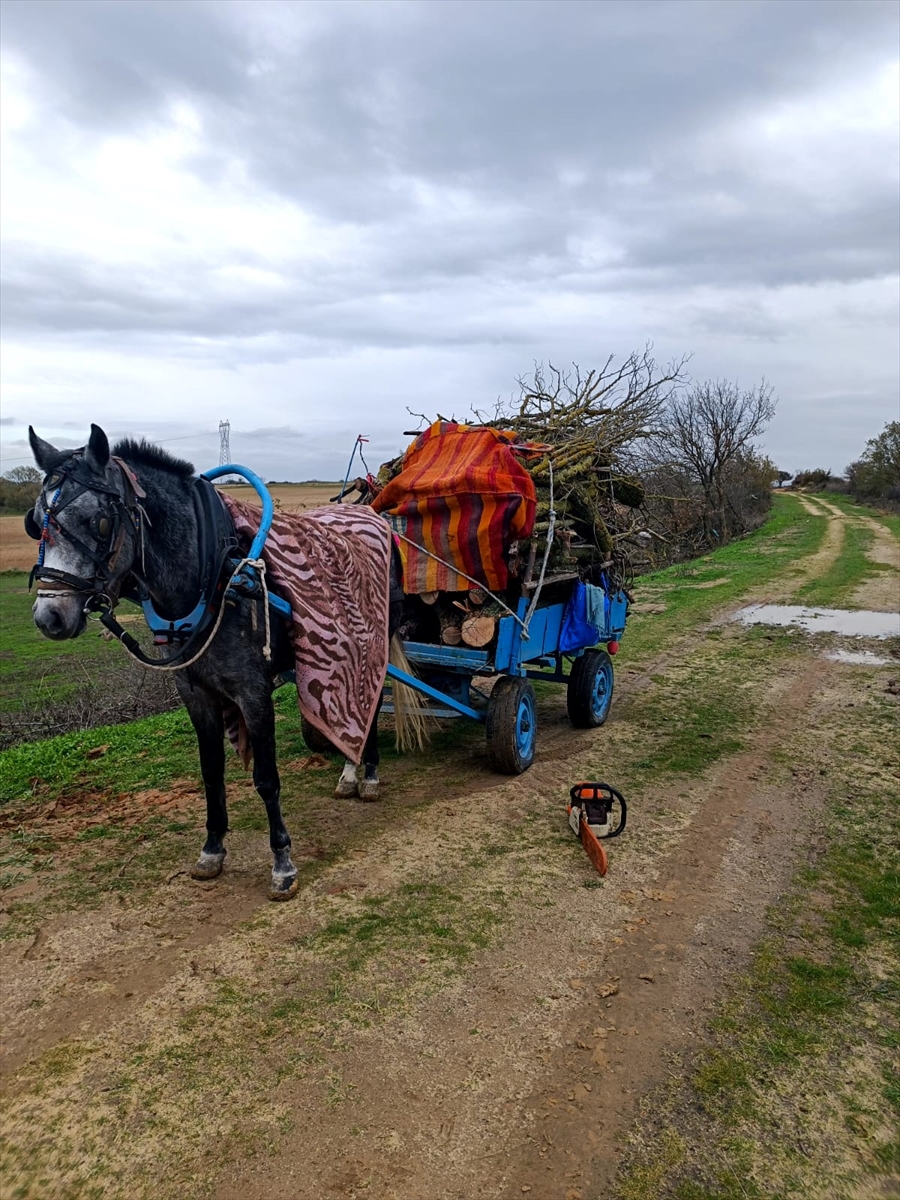 EDİRNE (AA) – Edirne'nin Uzunköprü ilçesinde köy merasından izinsiz ağaç