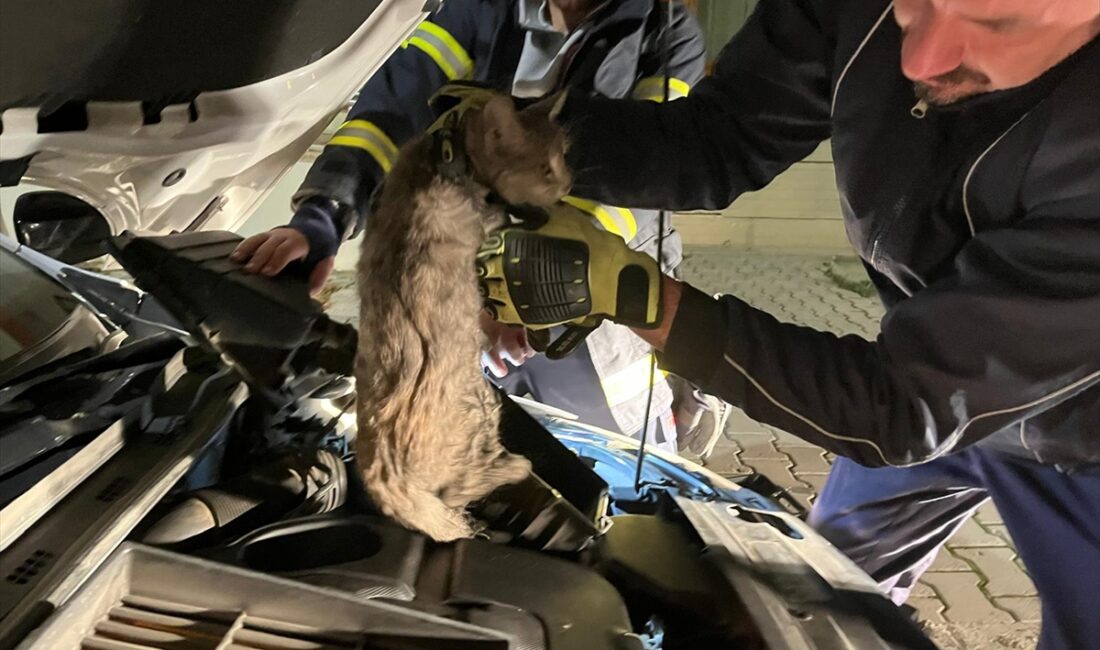 ERZİNCAN (AA) – Erzincan'da bir aracın motor bölümüne giren kedi,