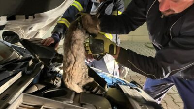 ERZİNCAN (AA) – Erzincan'da bir aracın motor bölümüne giren kedi,