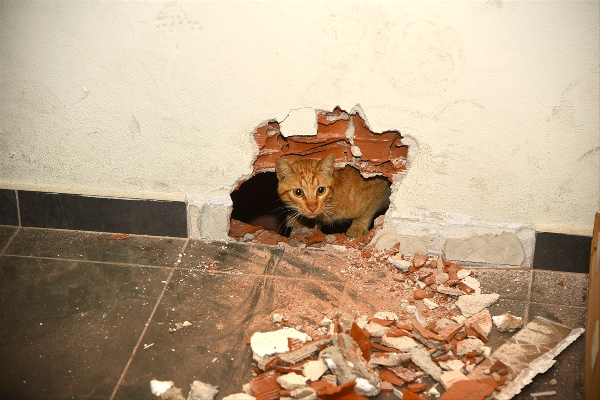 GİRESUN (AA) – Giresun'da okulun havalandırma boşluğunda mahsur kalan kedi,