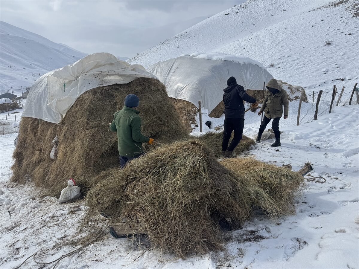 - Kar ve soğuk havanın etkili olduğu Yüksekova ilçesindeki besiciler,