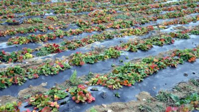 - Tokatlı çiftçi Hüseyin Peköz:
- "Aşırı derecede çileğe talep var.