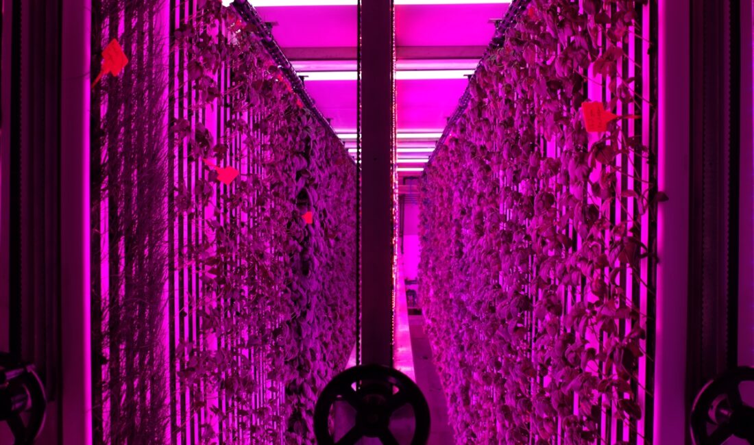 - İGSAŞ Genel Müdürü İlkay Ünal:
- "Projeyle, yerin 30 metre