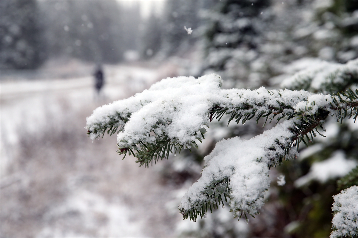- Karla kaplanan ormanlar havadan görüntülendi
