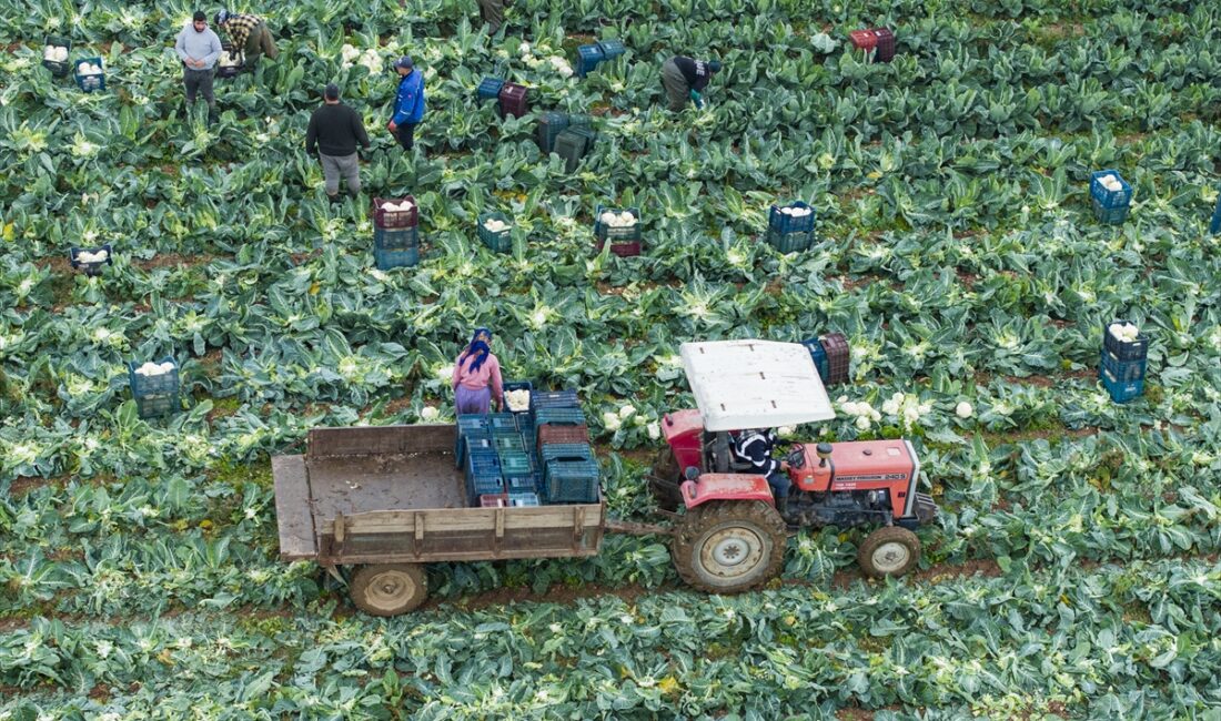 İZMİR (AA) – Türkiye'nin kış sebzeleri üretim merkezlerinden İzmir'de hasat