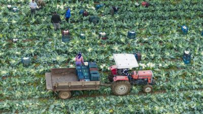 İZMİR (AA) – Türkiye'nin kış sebzeleri üretim merkezlerinden İzmir'de hasat