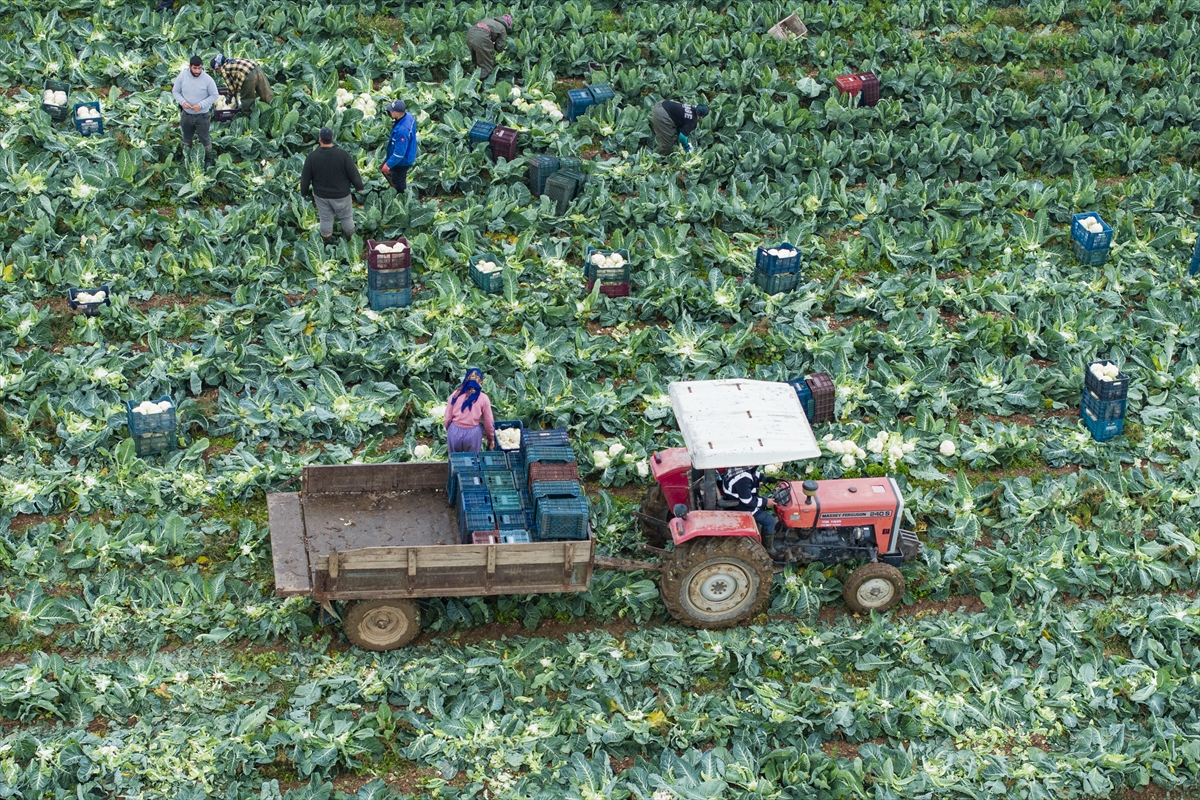 İZMİR (AA) – Türkiye'nin kış sebzeleri üretim merkezlerinden İzmir'de hasat