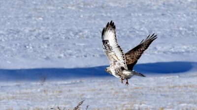 KARS (AA) – Kars’ın Sarıkamış ilçesinde, karla kaplı doğada yiyecek