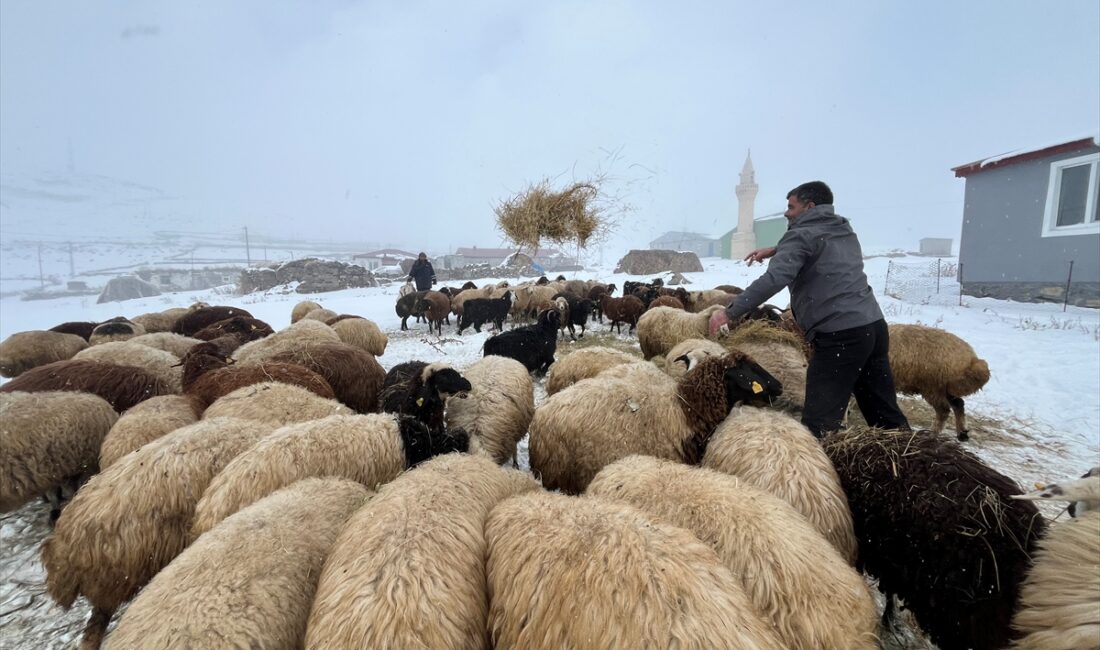 KARS (AA) – Kars'ta küçükbaş hayvan yetiştiriciliği yapan besiciler, kışın