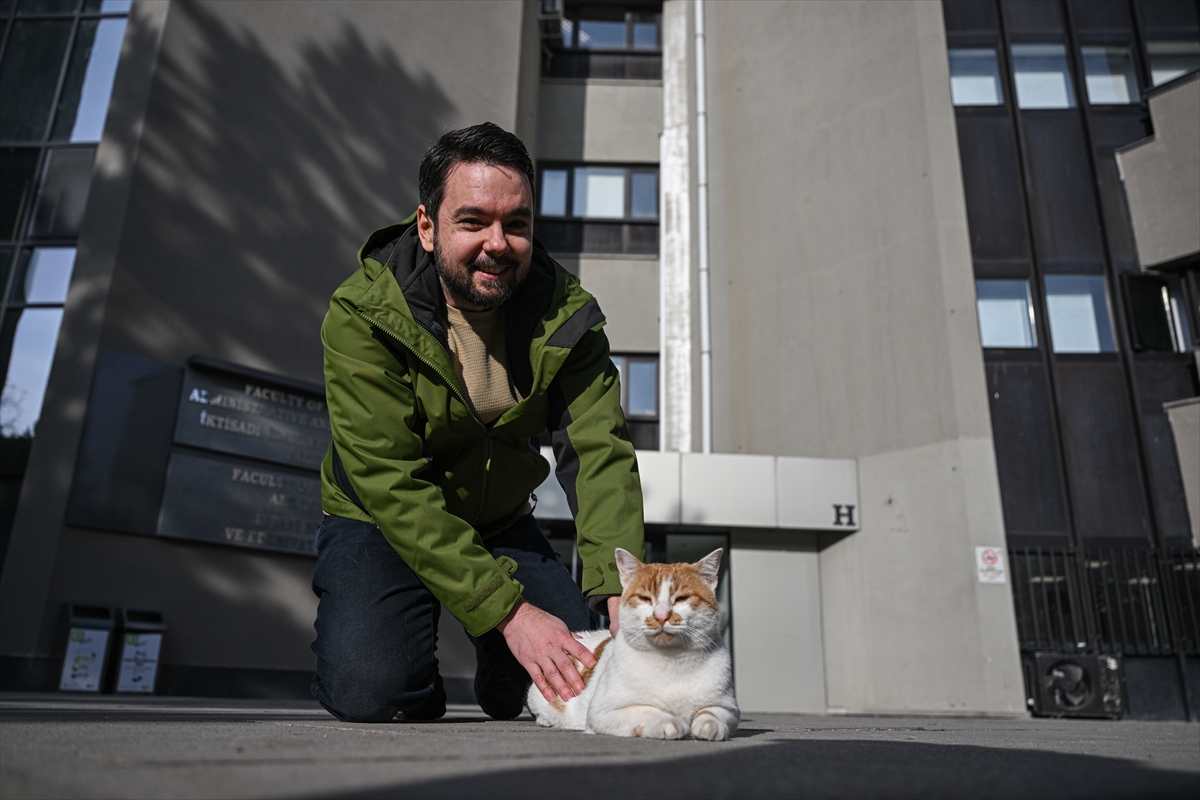 - Türkiye'de, 31 kedi üzerinde sahiplerini karşılama esnasında sergiledikleri davranışların