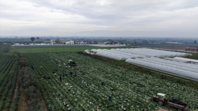 - Tarım ve Orman İl Müdürü Mustafa Şahin:
- "Bölgenin iklim