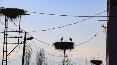 - Son yıllarda iklim değişikliği nedeniyle Iğdır'daki leyleklerin bir kısmının