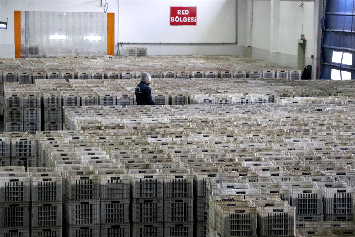 - Marmarabirlik Yönetim Kurulu Başkanı Ali Yıldız:
- "Dünyada ambalaj küçülmesi