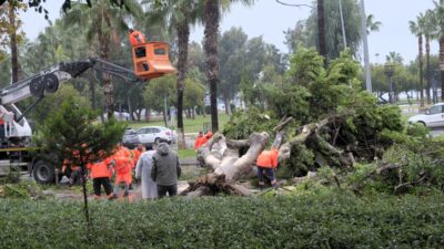 MERSİN (AA) – Mersin'in merkez Akdeniz ilçesinde rüzgarın etkisiyle devrilen
