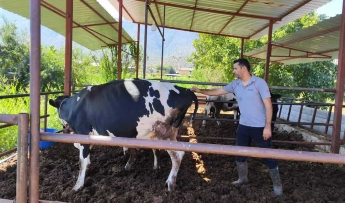 MUĞLA (AA) – Muğla'nın Milas ilçesinde şap hastalığı nedeniyle 11