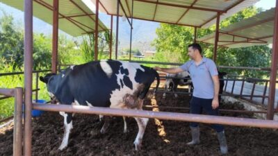 MUĞLA (AA) – Muğla'nın Milas ilçesinde şap hastalığı nedeniyle 11