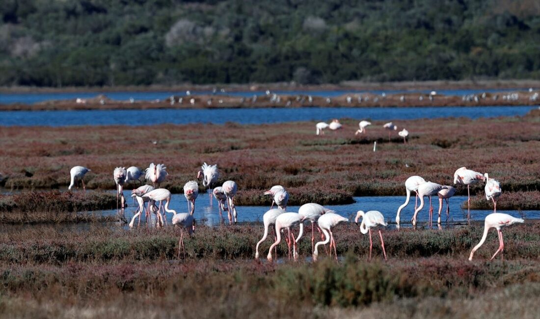 MUĞLA (AA) – Muğla'nın Milas ilçesinde "ulusal öneme haiz sulak