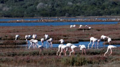 MUĞLA (AA) – Muğla'nın Milas ilçesinde "ulusal öneme haiz sulak