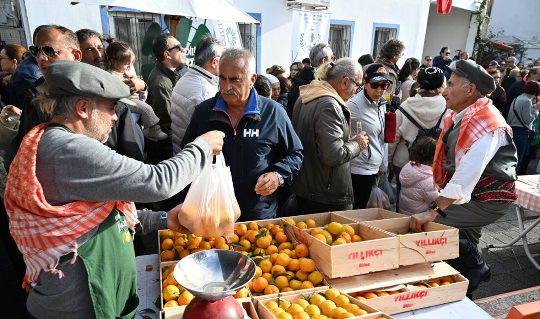 MUĞLA (AA) – Muğla'nın Bodrum ilçesinde, "Bodrum Mandalin Festivali" gerçekleştirildi.