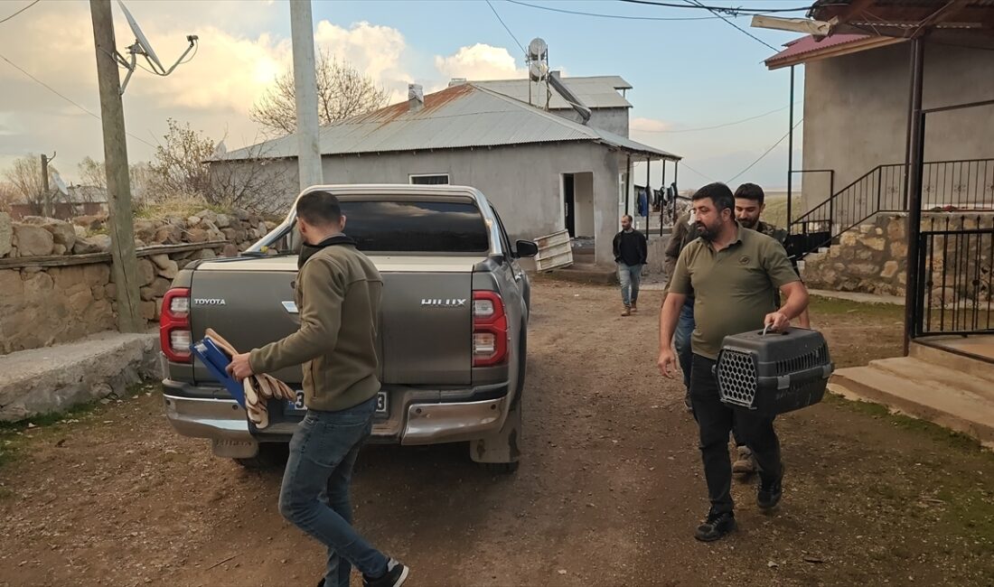 MUŞ (AA) – Muş'ta yaralı halde bulunan atmaca koruma altına